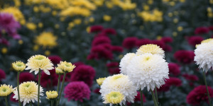 Beitragsbild des Blogbeitrags Chrysanthemen im Herbst