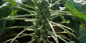 Beitragsbild des Blogbeitrags Gartentipps November