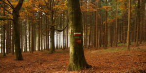 Beitragsbild des Blogbeitrags Bauernregeln und Lostage im November