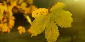 Beitragsbild des Blogbeitrags Martini Sommer 2023