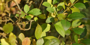 Beitragsbild des Blogbeitrags Heckenanpflanzung im Herbst