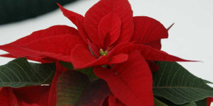 Beitragsbild des Blogbeitrags Weihnachtsstern – Tipps und Infos zur Pflege