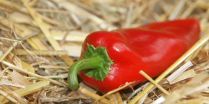 Beitragsbild des Blogbeitrags Chili selbst anbauen – Fünf Tipps von der Aussaat bis zur Samengewinnung 