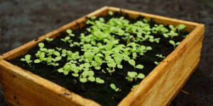 Beitragsbild des Blogbeitrags Elf Gartentipps für den Januar