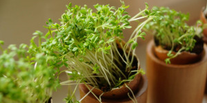 Beitragsbild des Blogbeitrags Microgreens – Superfood für die Fensterbank
