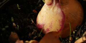 Beitragsbild des Blogbeitrags Entdeckungsreise durch die Welt der Zwiebelpflanzen 
