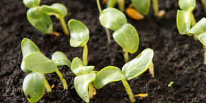 Beitragsbild des Blogbeitrags Gemüse vorziehen – die drei wichtigen Tipps 