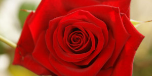 Beitragsbild des Blogbeitrags Valentinstag 2024 – Tipps für Blumen