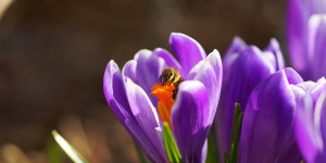 Beitragsbild des Blogbeitrags Bauernregeln im April