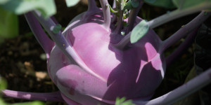 Beitragsbild des Blogbeitrags Kohlrabi pflanzen – Sieben Tipps – Anzucht bis Ernte