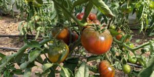 Beitragsbild des Blogbeitrags Tipps für den Anbau eigener Tomaten 
