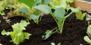 Beitragsbild des Blogbeitrags Gartentipps Mai