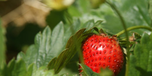 Beitragsbild des Blogbeitrags Erdbeeren pflanzen
