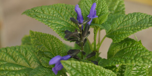 Beitragsbild des Blogbeitrags Salbei – Video mit Tipps für den eigenen Garten