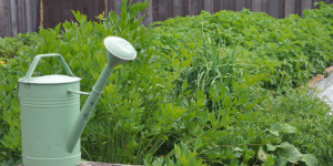 Beitragsbild des Blogbeitrags Gartentipps Juni