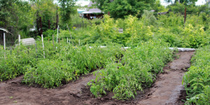 Beitragsbild des Blogbeitrags Nachhaltige Gartengestaltung: Tipps für den eigenen Garten