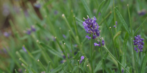 Beitragsbild des Blogbeitrags Lavendel im eigenen Garten