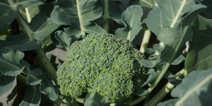 Beitragsbild des Blogbeitrags Broccoli selbst anbauen