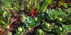 Beitragsbild des Blogbeitrags Gartentipps für Hobbygärtner im Juli – Dein Gemüse- und Kräutergarten im Hochsommer