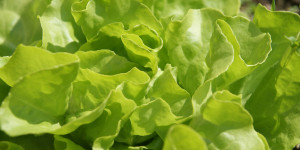 Beitragsbild des Blogbeitrags Salat – Kopfsalat selbst anbauen