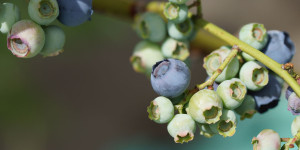 Beitragsbild des Blogbeitrags Moorbeet selbst anlegen