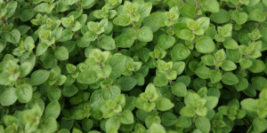 Beitragsbild des Blogbeitrags Oregano selbst pflanzen