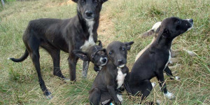 Beitragsbild des Blogbeitrags Hundstage 2024