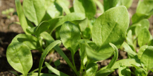 Beitragsbild des Blogbeitrags Spinat im eigenen Garten