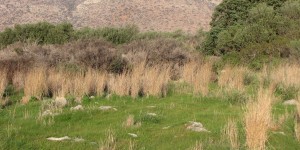 Beitragsbild des Blogbeitrags Olivenbäume Herbst Kreta