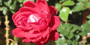 Beitragsbild des Blogbeitrags herbstliche Blumengrüsse aus Kreta