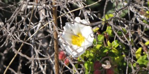 Beitragsbild des Blogbeitrags Frühling auf Kreta 25.2.2017