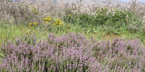 Beitragsbild des Blogbeitrags Blumenmeer auf Kreta 