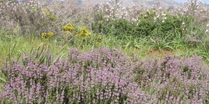 Beitragsbild des Blogbeitrags Blumenmeer auf Kreta