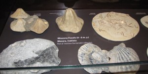 Beitragsbild des Blogbeitrags Das Naturhistorische Museum der Universität Kretas in Heraklion 