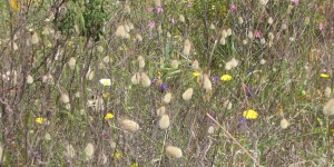 Beitragsbild des Blogbeitrags Die Fütterung der Bienen 