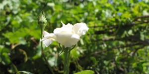 Beitragsbild des Blogbeitrags Lichteinfall in unserem Garten in Chorafakia