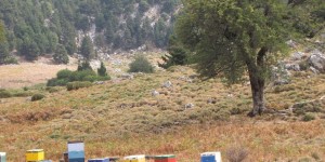 Beitragsbild des Blogbeitrags Bienen auf den Bergen