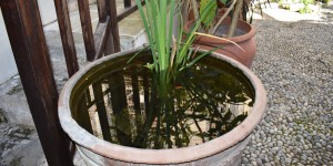 Beitragsbild des Blogbeitrags Die Etz Hayyim Synagoge in Chania 