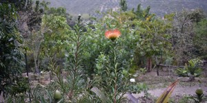 Beitragsbild des Blogbeitrags Der blühende botanische Garten auf Kreta