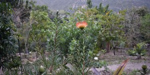 Beitragsbild des Blogbeitrags Der blühende botanische Garten auf Kreta 