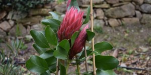 Beitragsbild des Blogbeitrags der so vielfältige botanische Park auf Kreta