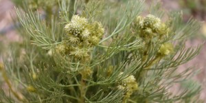 Beitragsbild des Blogbeitrags grün,grüner ,am grünsten im botanischen Garten