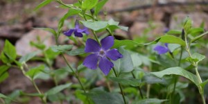 Beitragsbild des Blogbeitrags Traumhaft schön dieser Botanische Garten