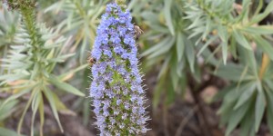 Beitragsbild des Blogbeitrags So viel Farbe im botanischen Garten