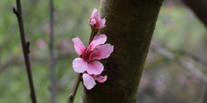 Beitragsbild des Blogbeitrags Was für Naturwunder im botanischem Garten