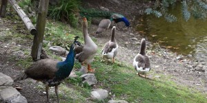 Beitragsbild des Blogbeitrags die Pfauen im Botanischem Park