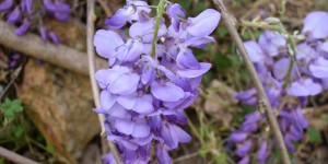 Beitragsbild des Blogbeitrags Durch den Botanischen Park schlendernd