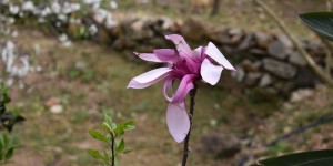 Beitragsbild des Blogbeitrags Ein Blumengruss vom Botanischem Garten