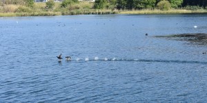 Beitragsbild des Blogbeitrags Der See von Agia eine Augenweide
