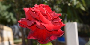 Beitragsbild des Blogbeitrags Kounoupidiana